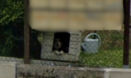 Urgence pour prendre en charge un chien seul et en souffrance - Ribécourt-Dreslincourt