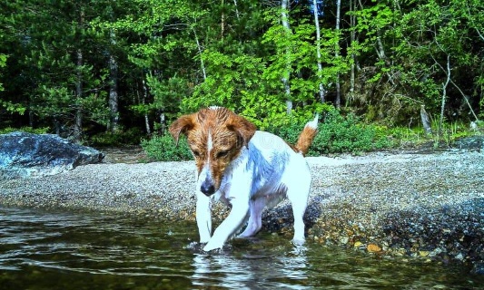 Ignoble : Le corps d’un jack Russel entravé, la puce retirée et lesté de plusieurs pierres, repêché dans un canal de Bourgogne !