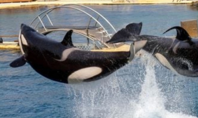 Pourquoi la réouverture parce que pour le bien être des animaux et activités et reprise des spectacles dauphins otaries orques phoques requins et pingouins manchots et autres cétacés et autres animaux du Marineland