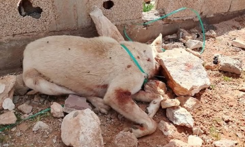 Urgence péril animal en Algérie - Il faut sauver...