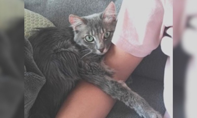SOS pour le chaton YUYU, 10 mois, atteint de la PIF...