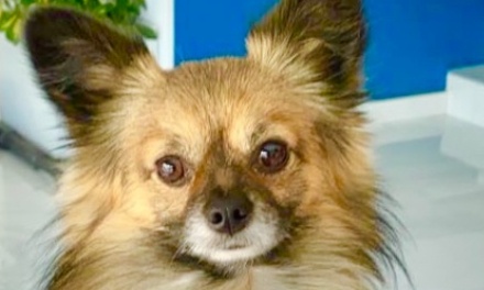 PÉTITION POUR LE RETRAIT IMMÉDIAT D'UN CHIEN DANGEREUX ET MALTRAITÉ.