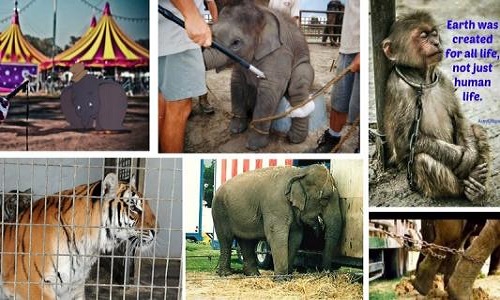 Interdition des cirques avec animaux à La Teste de Buch &amp; Gujan-Mestras