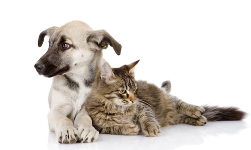 Informations obligatoires sur la stérilisation des chiens et des chats !