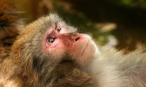 Arrêtez de démolir l'habitat de singes pour l'huile de palme !