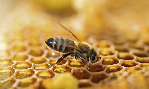 Soutien au Maire de Fontoy qui interdit les pesticides tueurs d'abeilles (néonicotinoïdes) sur sa commune !