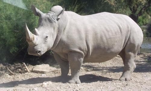 Rhinocéros tué dans les Yvelines ! Stoppons le braconnage !
