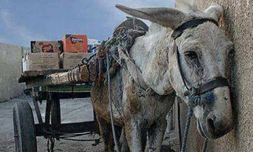 STOP ânes et mules maltraités île de Santorin #Grèce transport passagers ou bagages !