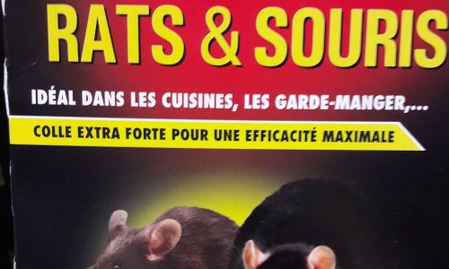 13 - plaque de glu rat - piege rat 