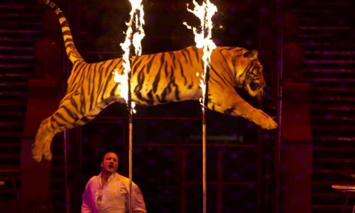 Interdiction des cirques d'animaux sauvages à Aulnay-sous-Bois