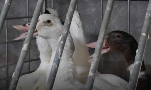 L'industrie du foie gras essaie de faire taire les critiques : défendez la liberté d'expression !