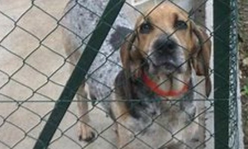 Demande de réglementation pour la détention des chiens de chasse