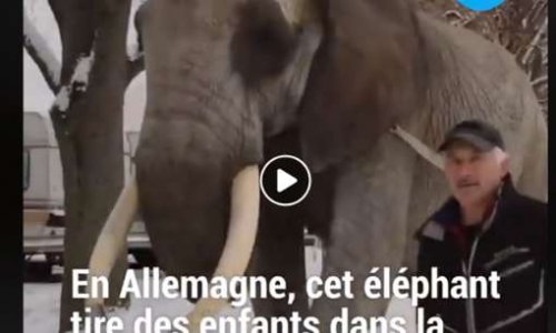 En Allemagne, cet éléphant passe ses journées à tirer des enfants en luge!!!!
