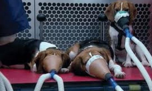 Pour interdire au niveau international l’expérimentation animale dans tous les secteurs