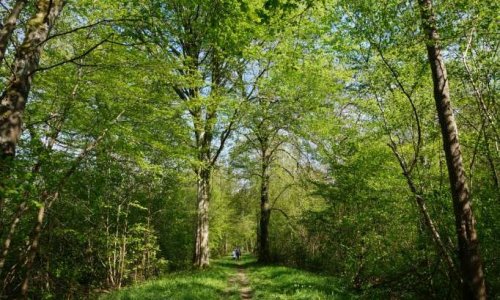 Refus catégorique de l'extension du circuit automobile de Prenois : sauvegardons les forêts face au réchauffement climatique !