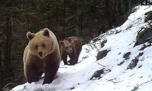 NON à l'effarouchement des ours dans les Pyrénées ! Protégez les troupeaux et laissons les ours tranquille
