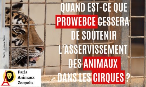 PROWEBCE arrête de proposer des places subventionnées de cirques avec animaux