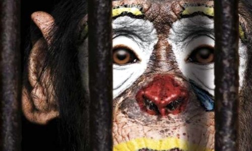 Interdiction des cirques avec animaux à Reichshoffen