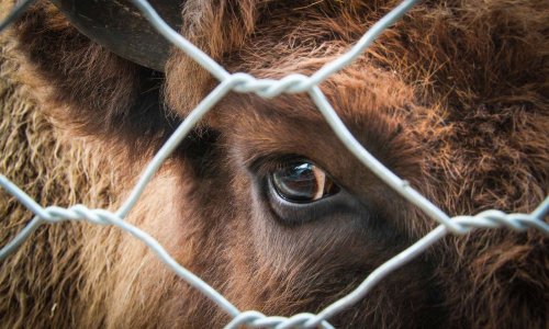 Monsieur le Ministre, nous demandons l'arrêt de la cruauté envers les animaux !