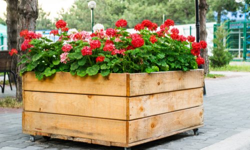 Sauvons nos bacs de fleurs sur les trottoirs de Bois Colombes