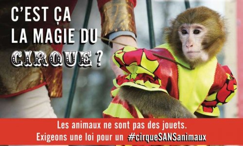 Contre les cirques avec animaux à Troyes !