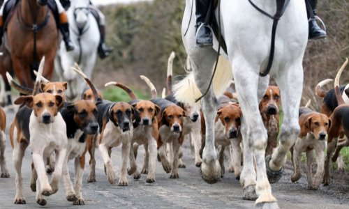 Mise en placement judiciaire des 62 chiens de chasse de M. Sébastien Van Den Berghe