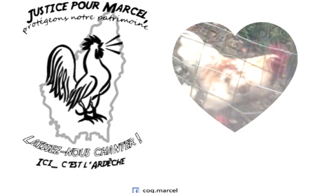 Justice pour le coq Marcel !