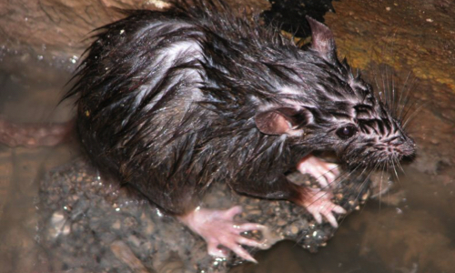 Pétition : Ange 10 mois empoisonnée à la mort aux rats