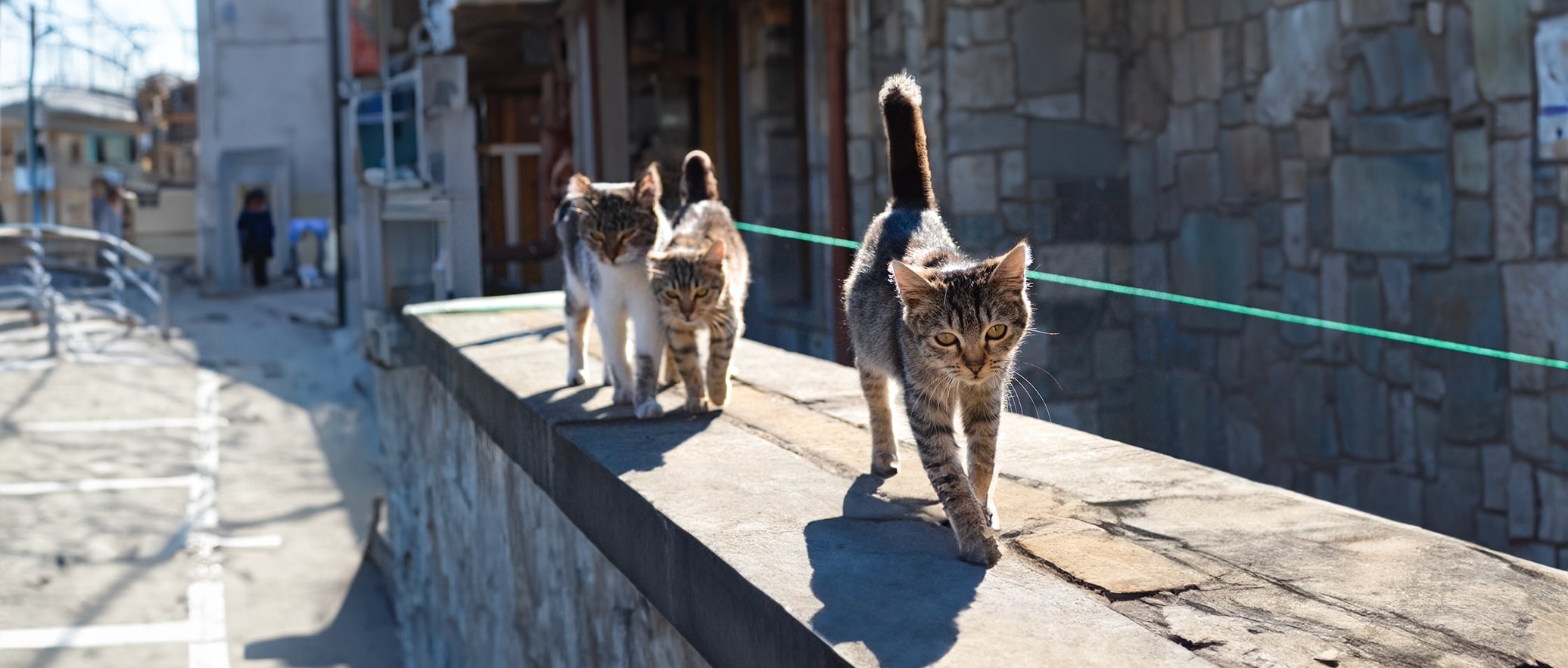 Stop à la souffrance des chats errants