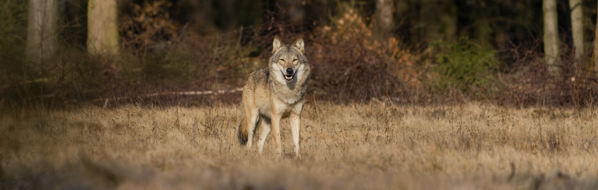 Contre la chasse au loup