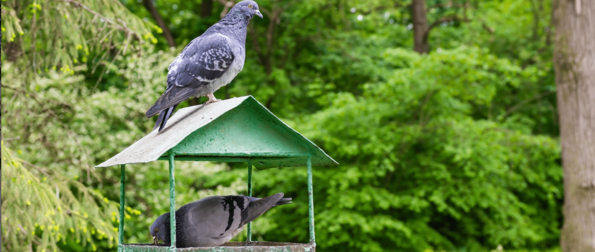 Stop aux tueries de pigeons !